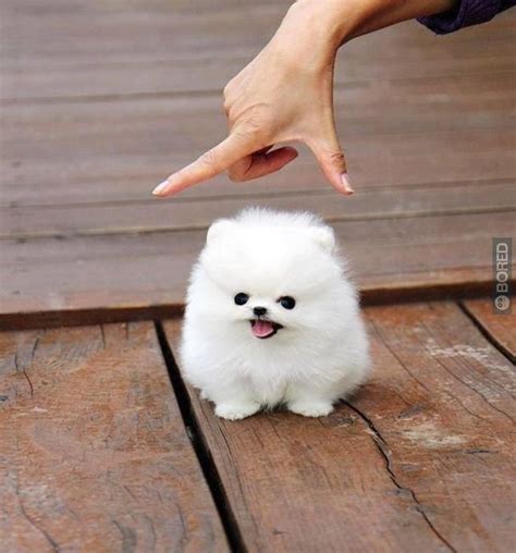 Ice white bear face teacup pomeranian puppies dogs. 123 best images about tea cup puppies on Pinterest | Teacup pomeranian puppy, Tea cups and Yorkie
