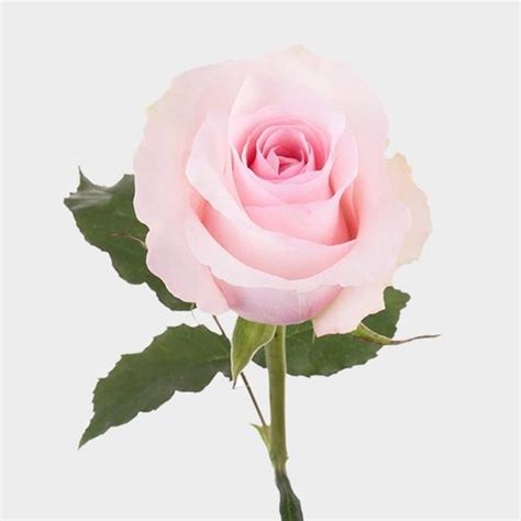Rose Christa 60cm Bulk Wholesale Blooms By The Box
