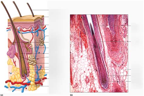 Label The Hair Follicle Diagram Quizlet Atelier Yuwaciaojp