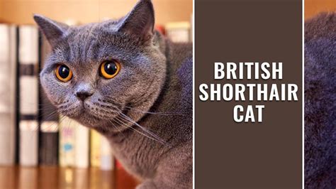 British Shorthair Cat Breed Information A Cute And Easy Going