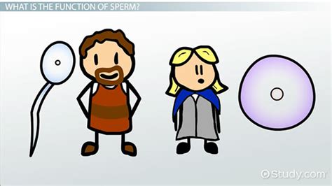 Maybe you would like to learn more about one of these? Sperm Cell: Definition & Function - Video & Lesson ...