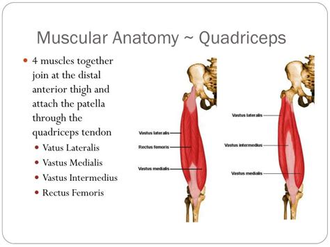 Anatomy Of The Quadriceps