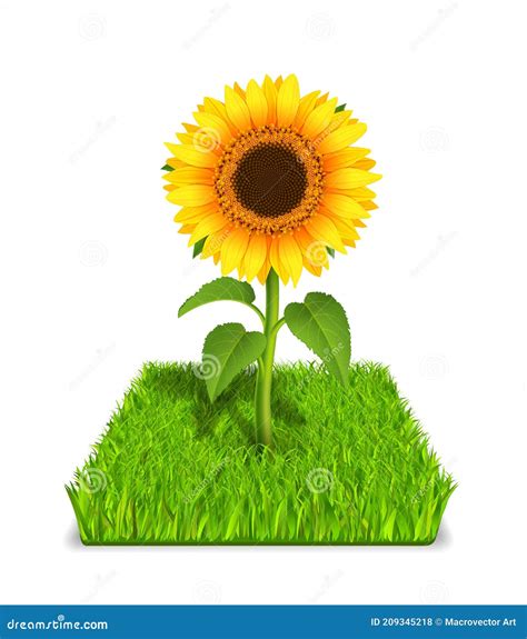 Sunflower In The Green Grass Stock Vector Illustration Of Yellow