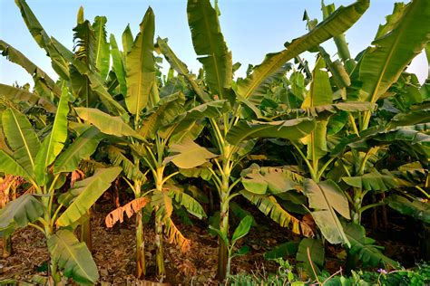 India Karnataka Hampi Banana Plantation 4 A Banana Flickr