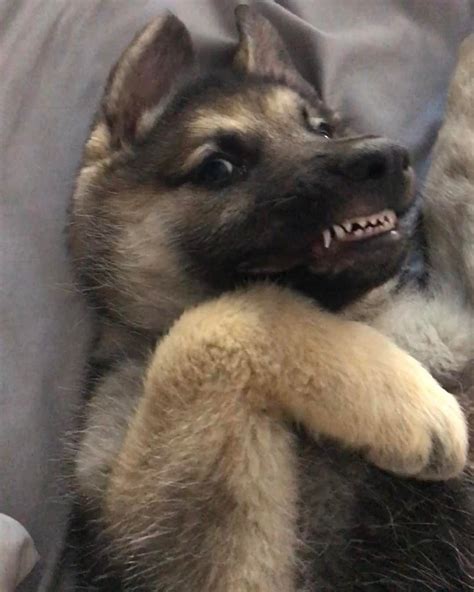 While the german shepherd is highly intelligent and trains fairly easily, they are no picnic for novice owners. GSD Puppy-Maya | Dog expressions, German shepherd puppies ...
