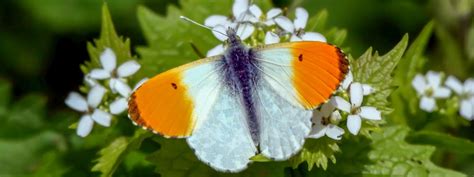 Butterflies And Moths To Look For In May — Orange Tip Butterfly Wild