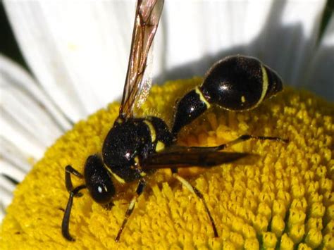 Oregon Wasps Pictures And Identification Tips Green Nature