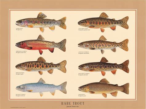Tomelleris Rare Trout Charting Nature Posters Art Prints Poster Art