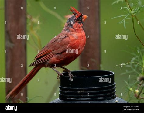 Molting Northern Cardinal On A Backyard Feeder Stock Photo Alamy