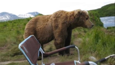 Huge Bear Sits Casually Next To Photographer Youtube