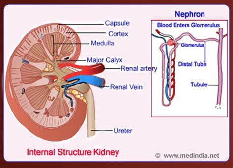 Infographic On Urinary System