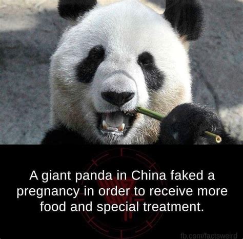 Pin By Lexie👸🏻🌿 On Ha Ha Ha Panda China Panda Bear Fun Facts