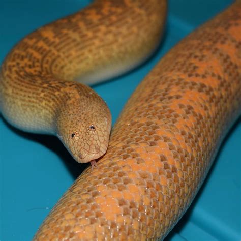 Arabian Sand Boa Is A Snake With The Funniest Face Ever