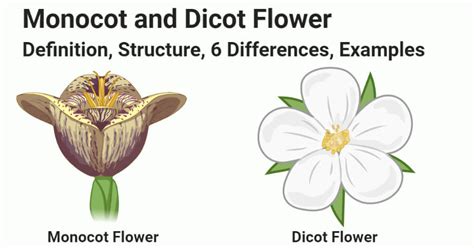 Monocots Vs Dicot Flower Definition Structure 6 Differences