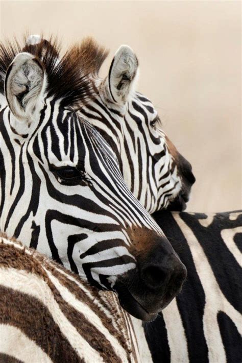 Zebras Zebra Zebra Pictures Animals Beautiful