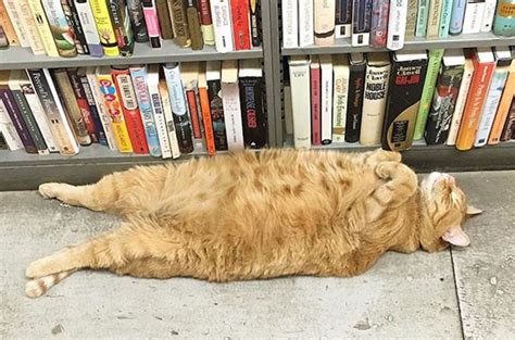 Cat Bookstores — The Next New Thing Kittymews Cat News From Around