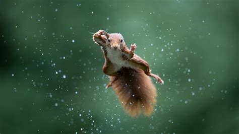 Want Funny Animal Pictures Look At The Comedy Wildlife Photography