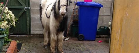Pony Dumped In Backyard Of Stoke On Trent Home Companion Life