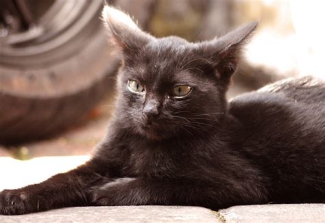 猫 はぐれる 子猫 Pixabayの無料写真