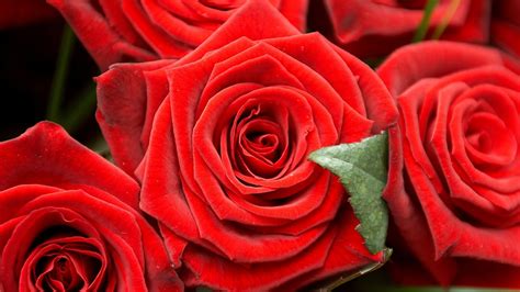 Red Roses Wallpapers Wallpaper High Definition High Quality Widescreen