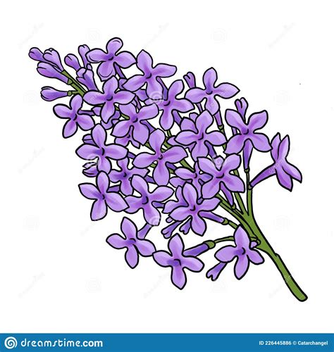 Drawing Flower Of Lilac Isolated At White Background Stock Illustration