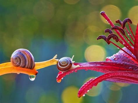 Amazing Miniature World Of Snails By Vyacheslav Mishchenko T Ideas
