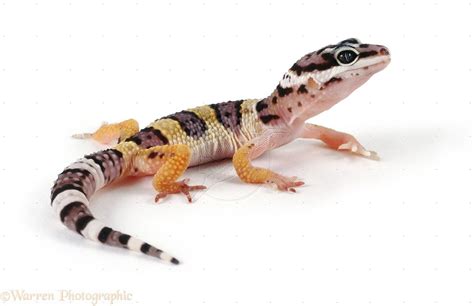 May 25, 2021 · get the fluffy and cute scottish highland cattle! Leopard Gecko photo | Leopardgecko, Reptilien, Gecko