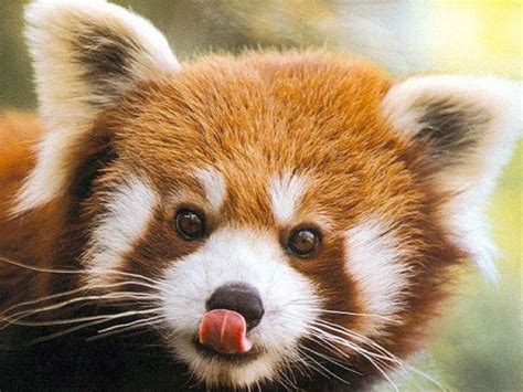 Ridiculous Red Panda Cubs Zooborns