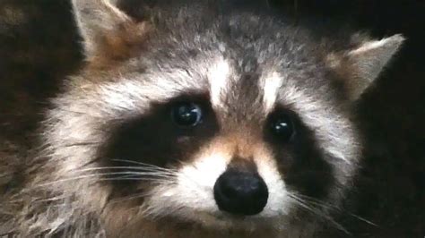 Raccoon Sounds Noises Audio Youtube
