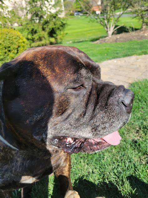 8 Years Old Going Strong Rbullmastiff