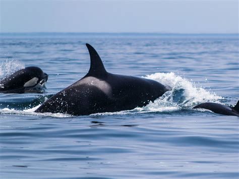 scientists baffled by orcas ramming sailing boats portugal the portugal news
