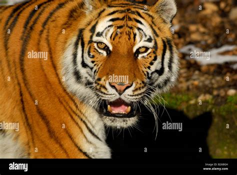 Siberian Tiger Baring Its Teeth Panthera Tigris Altaica Stock Photo