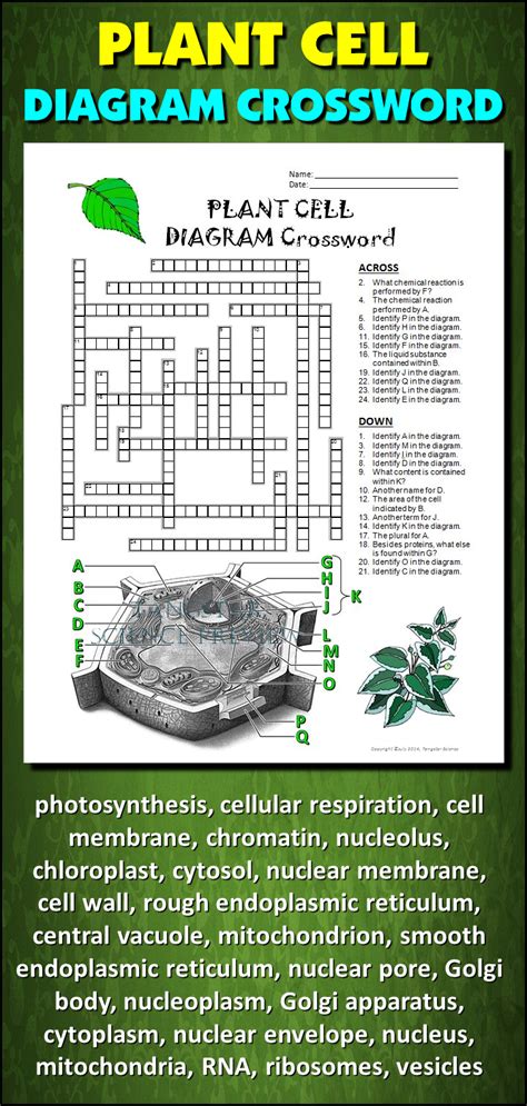 An ipad pro w/keyboard & airpods. Plant Cell Crossword with Diagram | Printable & Distance ...