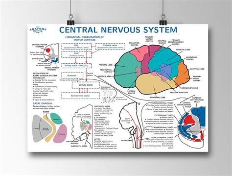 Central Nervous System Anatomy Poster Etsy Denmark