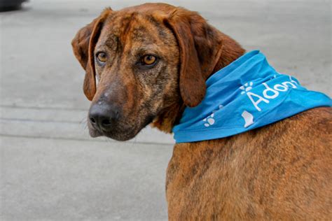 When can you adopt a puppy. 10 Compelling Reasons to Add a Shelter Dog to Your Life