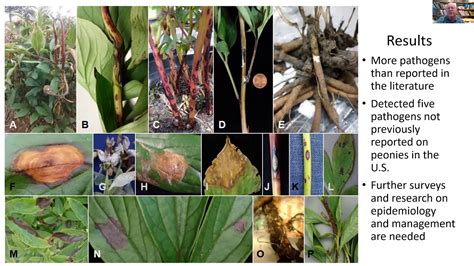 Peony Disease Management Current Management And Research On Cut
