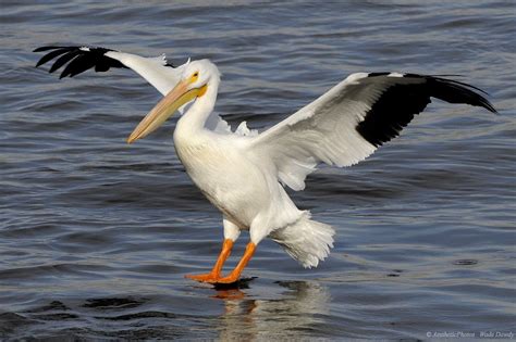 Brown pelicans sit in ocean in shallow water, or take flight in puerto lopez, ecuador. Pelican Birds Facts | Latest Information & Pictures | All ...
