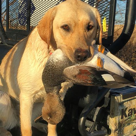 Duck Dog With A Drake Gadwall Duck Duck Hunting Dogs Hunting Dogs Dogs