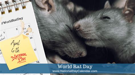 World Rat Day April 4 National Day Calendar
