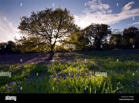 Bluebells Dorset Graham Hunt Hi Res Stock Photography And Images Alamy