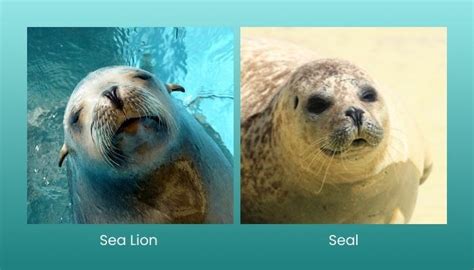 Sea Lion Vs Seal What Is The Difference — Ocean Jewelry