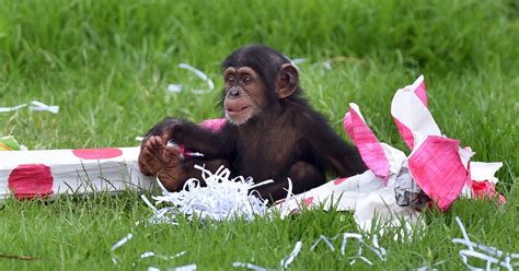 Sex Differences In Chimp Play Show How Females Learn Faster To Become