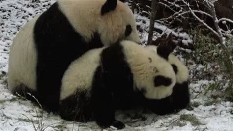 Autriche Les Jumeaux Pandas Découvrent Leur Première Neige Rtbfbe