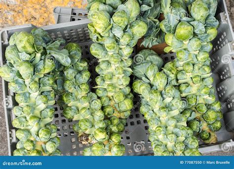 Brussel Sprout Stalks Stock Photo Image Of Vegetable 77087550