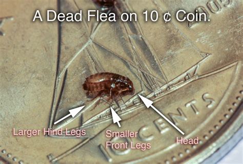 What Do Dead Fleas Look Like Pest Hacks