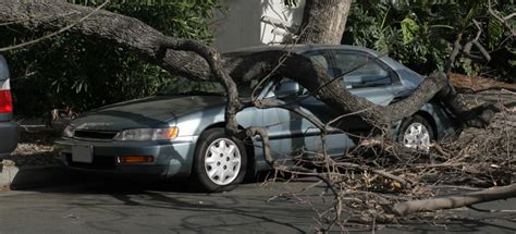 A Tree Falls On My Car Who Is Responsible