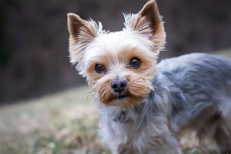 10 Yorkie Puppy Tips To Know The Best Of Life