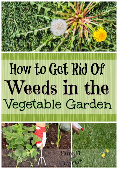 How To Get Rid Of Weeds In Garden Area Garden Likes