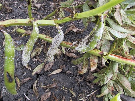 Ultimate guides & products for diy pest control. Pulse Australia - 2016 season fungicide guide