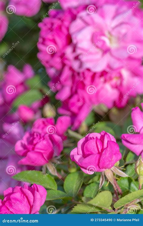 Macro Vertical Image Of Bright Roses Blooming Stock Photo Image Of